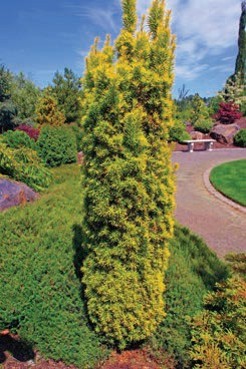 A short, cylindrical evergreen tree with yellow-green needles.
