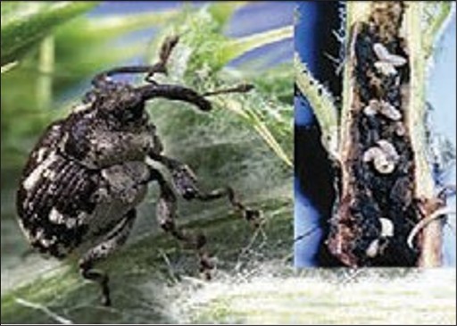 A small black bug with white spots.