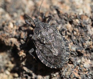 A textured, flat, brown bug with a wide body.