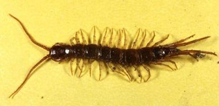 A long brown bug with many small legs along its sides and two long antennae at its head.