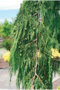 Pine branches with drooping green leaves.