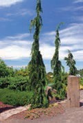 A small evergreen tree with drooping branches and green leaves.