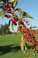 Small round red berries on a leafy branch.