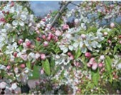 Small white flowers and pink flower buds on a leafy branch.