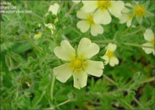 A small pale yellow flower with five petals and a darker yellow center.