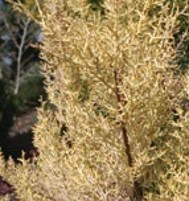 Pine branches with yellow-green leaves.