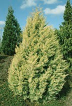 A small pear=shaped evergreen tree with green needles.