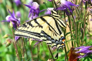 A large yellow butterfly with black stripes.