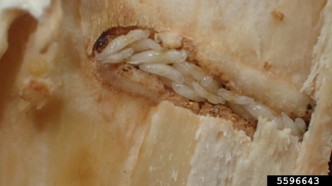 Small white larvae feeding on an emerald ash borer larva.