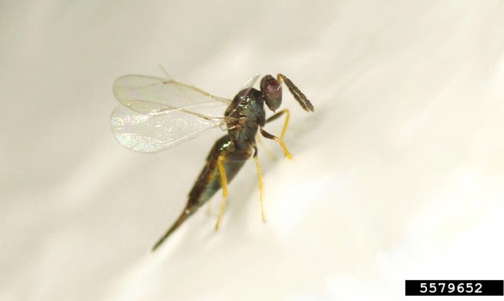 A small black wasp with clear wings and yellow legs.