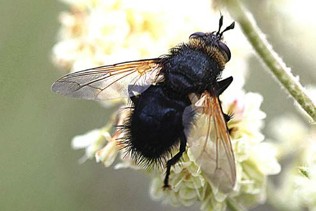 A fuzzy black fly with light brown translucent wings.