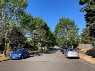 A street lined with green narrowleaf ash trees.