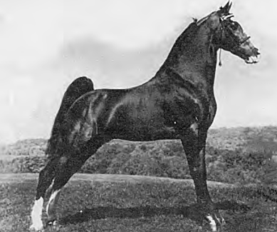 Tennessee Walking Horse.