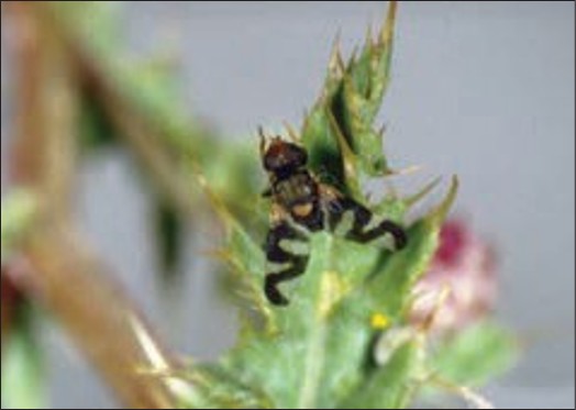 A small black fly with black zig-zig shapes on the wings.