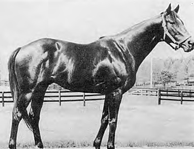 Thoroughbred Horse.