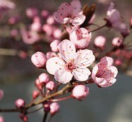 A small pink flower on a branch, with five petals and a red center.
