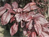 Small dark red leaves.