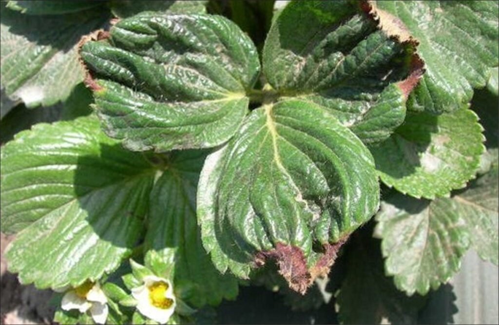 A close up of damaged strawberry leaves. The tips of the leaves are brown and ripped.