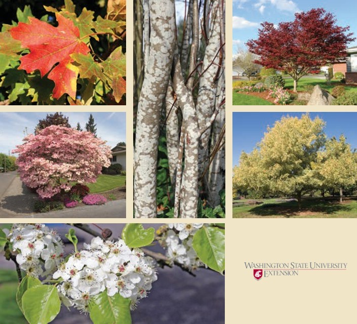 Seven images. In the top left, a red maple leaf above other reddening maple leaves. In the middle left, a small tree covered with pink flowers. In the bottom left, large clusters of small white flowers on a branch. In the center, brown-and-white spotted tree trunks. In the top right, a tree with red leaves. In the middle right, a tree with yellow-green leaves. In the bottom right, the WSU extension logo.