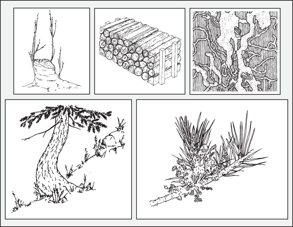 Five black-and-white forestry drawings: a cut tree stump with new shoots, a stacked pile of logs, tree bark with branching insect galleries, a leaning tree on a slope, and a conifer branch with needles and clustered cones.
