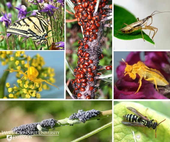 7 images. In the top left, a yellow butterfly with black stripes. In the middle left, a yellow spider. In the bottom left, two green caterpillars nearing groups of aphids on a branch. In the center, a large pile of red beetles with black spots on a branch. In the top right, a long brown bug. In the middle right, a stocky yellow bug. In the bottom right, a small black bug with scalloped yellow stripes.