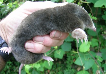 A small grey mole in a person's hand.
