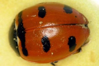 A round red beetle with a black head and black spots.