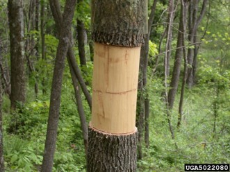 An ash tree with a band of bark removed around its trunk to create a trap tree.