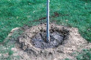 A newly planted young tree surrounded by a circular soil basin that forms a shallow ring for holding irrigation water.