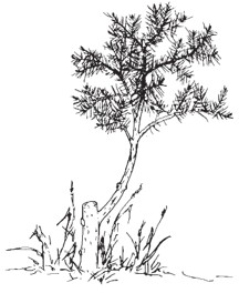 Young tree growing upward from a harvested stump, with a single green branch extending from the stump.