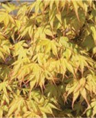 Yellow maple leaves with red tips.