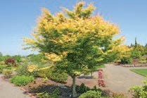 A small maple tree with yellow-green leaves.