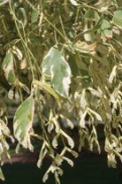 Variegated white and green leaves.