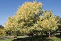 A large tree with yellow and green leaves.