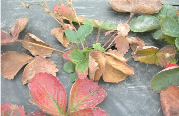 Young strawberry plants with damaged brown leaves and red leaves.