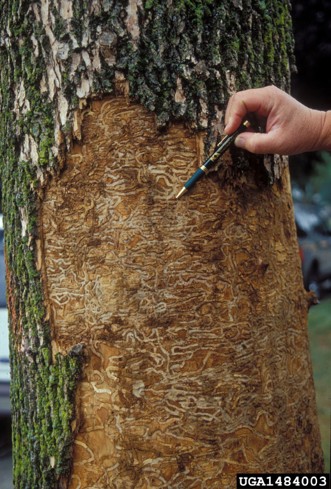 Numerous overlapping and winding emerald ash borer galleries beneath damaged bark.