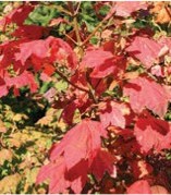 Red maple leaves.