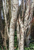 Brown-and-white spotted tree trunks.