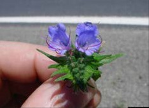 Small blue funnel-shaped flowers on a spikey base.