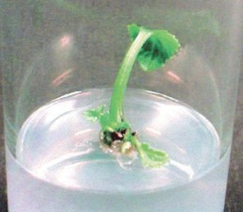A small green sprout on a clear white growing medium.