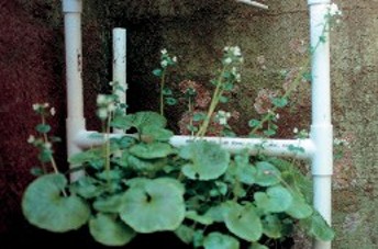 A large planter full of flowering wasabi.