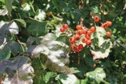 Small, round orange berries on a tree.