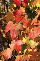 Reddening maple leaves.