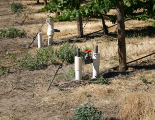Raised irrigation control at the end of a row of grapevine plants.