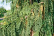 Pine branches with green needles.