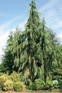 An evergreen tree with drooping branches and green needles.