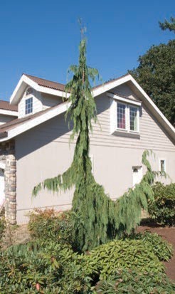 A small evergreen tree with drooping branches and green needles.