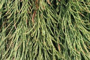 Pine branches with green needles.