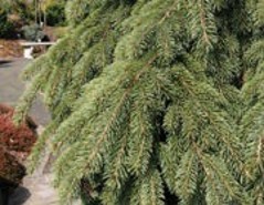 Pine branches with green needles.