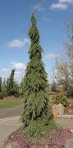A small evergreen tree with drooping branches and green needles.